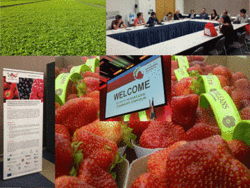 Impressions from International Strawberry Symposium 2016